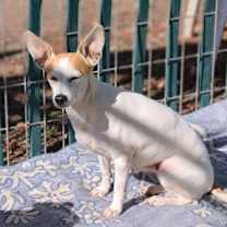 Thumbnail photo of Sweet Pea #3