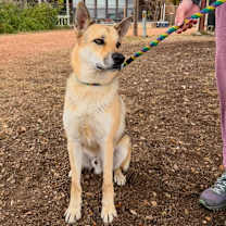Thumbnail photo of Coyote #1