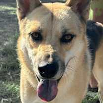 Thumbnail photo of Coyote #2