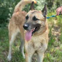 Thumbnail photo of Lobo #1