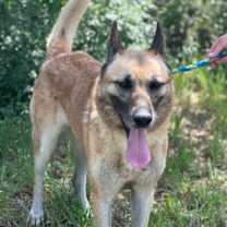 Thumbnail photo of Lobo #2