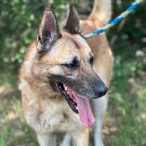 Thumbnail photo of Lobo #3