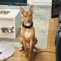 Thumbnail photo of Bailey #1