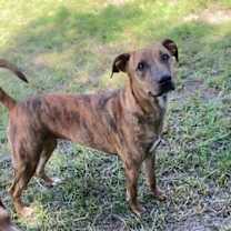 Thumbnail photo of Aurora #2