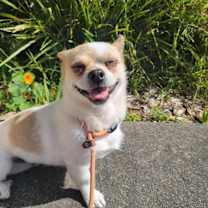 Thumbnail photo of Little Banana #2