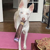 Thumbnail photo of Lacey #1