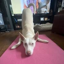 Thumbnail photo of Lacey #2