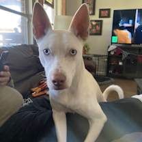 Thumbnail photo of Lacey #3
