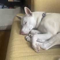 Thumbnail photo of Lacey #4