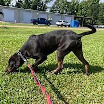 Thumbnail photo of Hercules #2