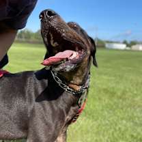 Thumbnail photo of Hercules #3