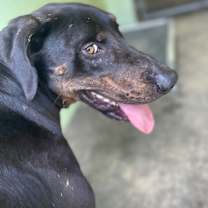 Thumbnail photo of Hercules #4