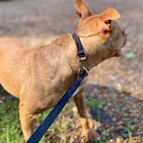 Thumbnail photo of Cinnamon #2