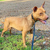 Thumbnail photo of Cinnamon #3