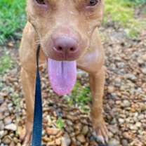 Thumbnail photo of Cinnamon #4