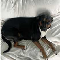 Thumbnail photo of Suki #1