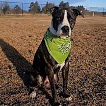 Thumbnail photo of Cooper (FKA Shot Gun) #1