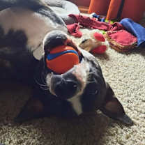 Thumbnail photo of Cooper (FKA Shot Gun) #3