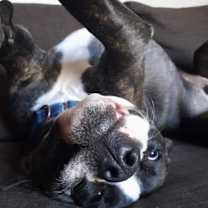 Thumbnail photo of Cooper (FKA Shot Gun) #4