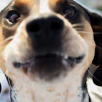 Thumbnail photo of Halle Hound #2