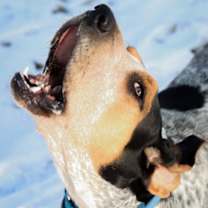Thumbnail photo of Henrietta Hound #2