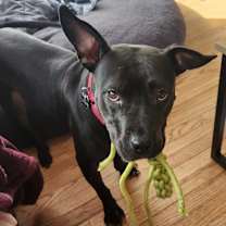 Thumbnail photo of Rosemary #2
