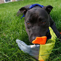 Thumbnail photo of Rosemary #3
