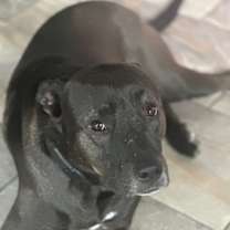 Thumbnail photo of Rosie #2