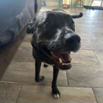 Thumbnail photo of Rosie #4