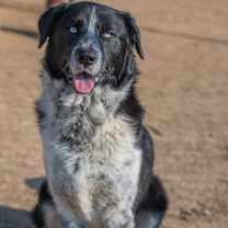 Thumbnail photo of Clifford #1