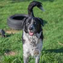 Thumbnail photo of Clifford #2