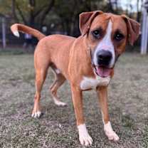 Thumbnail photo of Rusty #1