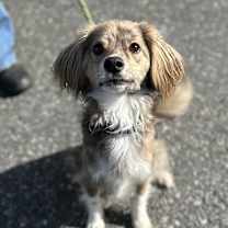 Thumbnail photo of Moses #1