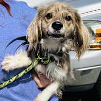 Thumbnail photo of Moses #2