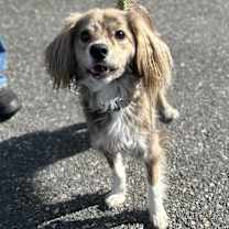 Thumbnail photo of Moses #3