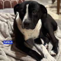 Thumbnail photo of TUPELO #1