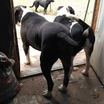 Thumbnail photo of Rooster #3