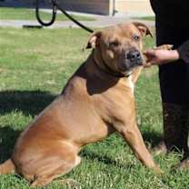 Thumbnail photo of Leo- Sebastian #4