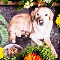 Thumbnail photo of Buddy #2