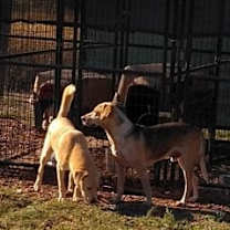 Thumbnail photo of Buddy #4