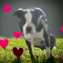 Thumbnail photo of Cannoli #1