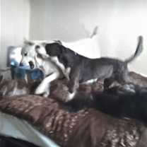 Thumbnail photo of Cannoli #3