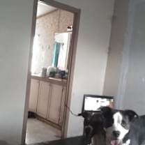 Thumbnail photo of Cannoli #4