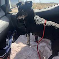 adopt-pet