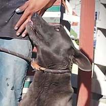 Thumbnail photo of Bo #1