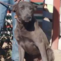 Thumbnail photo of Bo #2