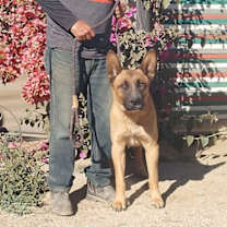 Thumbnail photo of Duke G #3