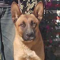 Thumbnail photo of Duke G #1