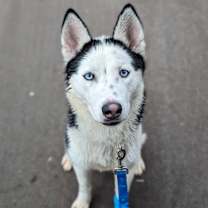 Thumbnail photo of Mazzie #2