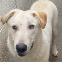 Thumbnail photo of Laddie #1